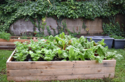 Enviroclub Gardens Are Thriving.