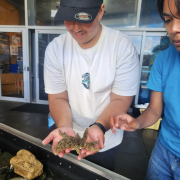 Science in the Moana: Level 2 Biology at Goat Island