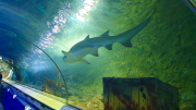 Deep Sea Discoveries at Kelly Tarlton’s! 