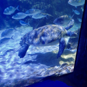 Deep Sea Discoveries at Kelly Tarlton’s! 