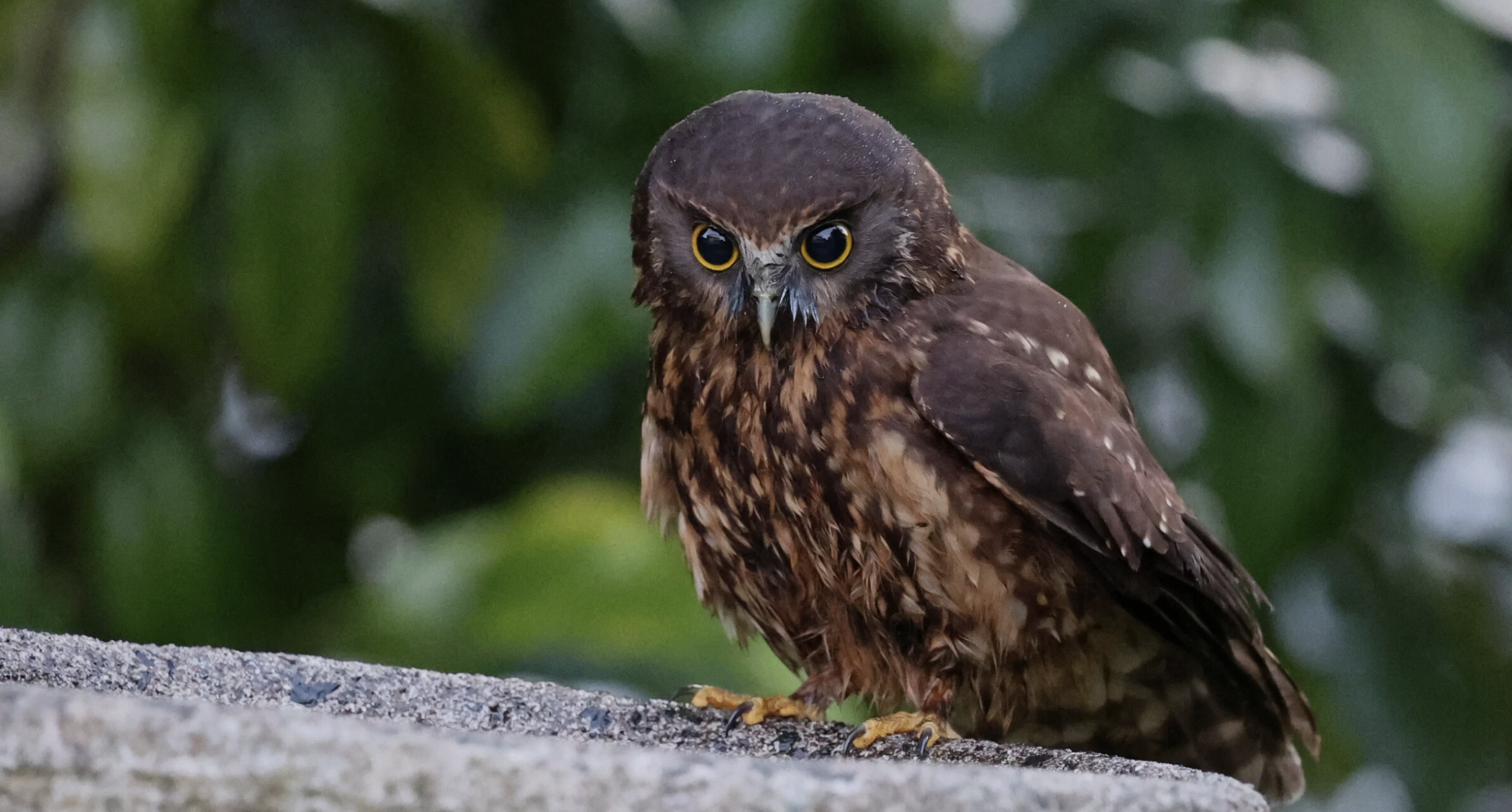Building for Birds: Students Support Local Conservation Effort