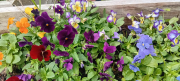Growing Success: From Garden to Gourmet
