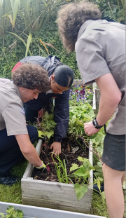 Kūmara Harvest Delivers Bumper Crop
