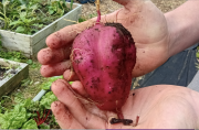 Kūmara Harvest Delivers Bumper Crop